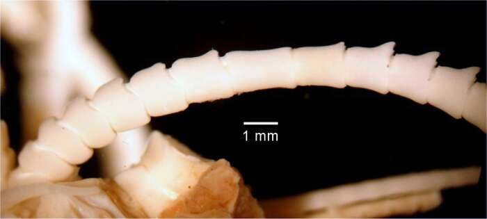 Image of Cosmiometra gardineri AH Clark 1911