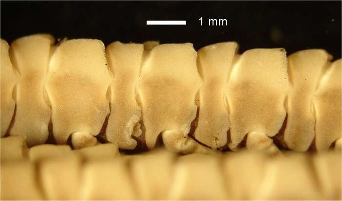 Image of Cosmiometra gardineri AH Clark 1911