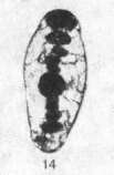 Image of Hemigordius exsertus Solovieva ex Solovieva & Krashenninikov 1965