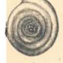 Image of Hemigordius regularis Plummer 1930
