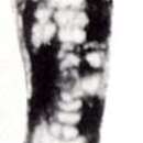 Image of Hemigordius sichuanensis Zhu 1989