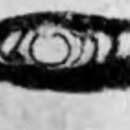 Image of Hemigordius simplex Reitlinger 1950