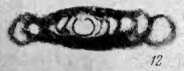 Image of Hemigordius simplex Reitlinger 1950