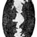 Image of Hemigordius xarlashanensis Wang 1986