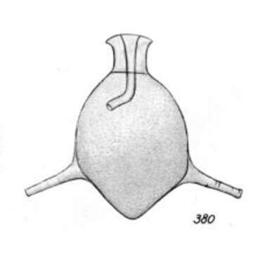 Lagena aequilibrata Buchner 1940 resmi