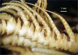 Image of Parametra ajax AH Clark 1929