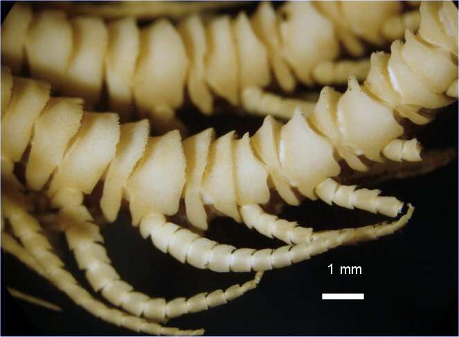 Image of Parametra ajax AH Clark 1929