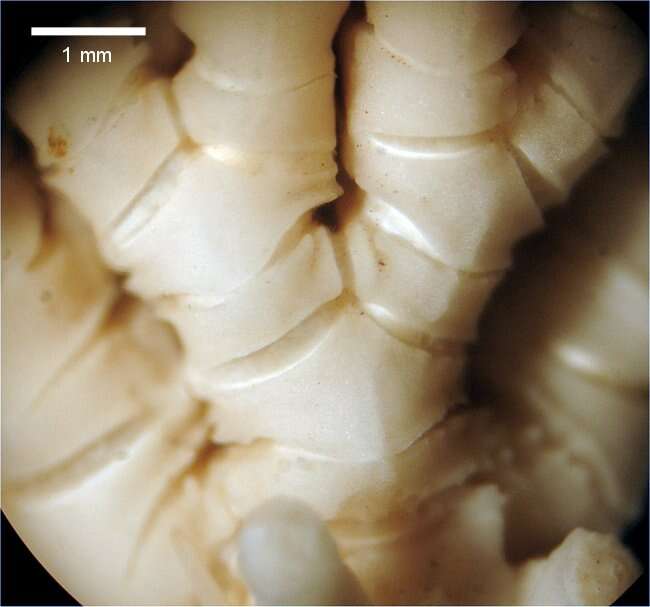 Image of Parametra granulata AH Clark 1913