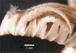 Image of Parametra granulata AH Clark 1913