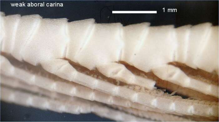 Image of Parametra granulata AH Clark 1913