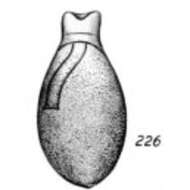 Image of Lagena cucullifera Buchner 1940