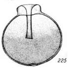 Image of Lagena cucullifera Buchner 1940