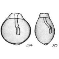 Image of Lagena cucullifera Buchner 1940