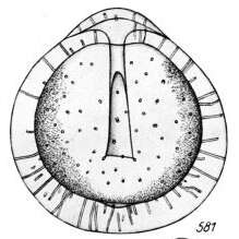 Image of Lagena cuniculifera Buchner 1940