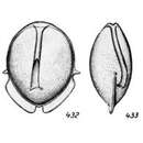 صورة Lagena earlandii Buchner 1940