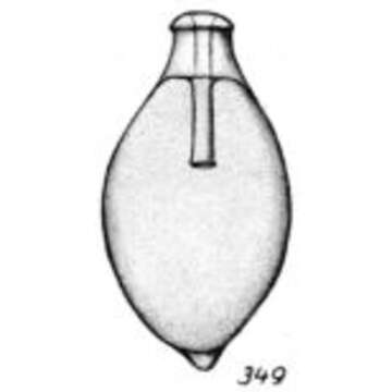 Image of Lagena lecythiformis Buchner 1940