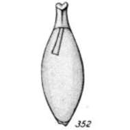 Image of Lagena lecythiformis Buchner 1940