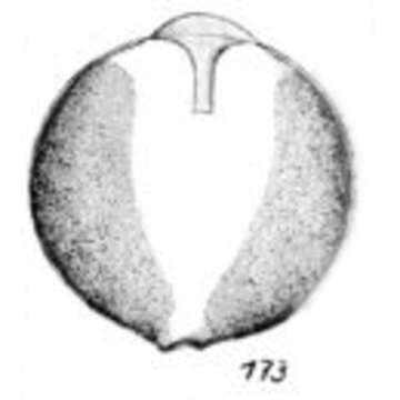 Image of Lagena neglecta Buchner 1940