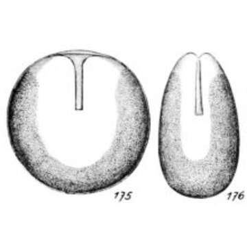 Lagena neglecta Buchner 1940 resmi