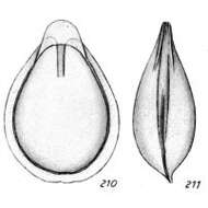 Lagena spathiformis Buchner 1940 resmi