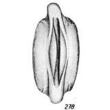 Image of Lagena tympaniolum Buchner 1940