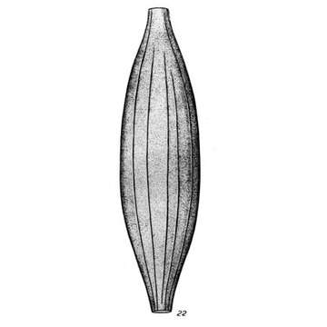 Image of <i>Lagena distoma</i> var. <i>ingens</i> Buchner 1940