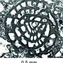 Image of Simplorabanitina simplex Consorti, Schlagintweit & Yazdi-Moghadam 2022