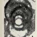 Image of Moncharmontia apenninica (De Castro 1966)