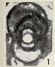 Слика од Moncharmontia apenninica (De Castro 1966)