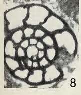 Слика од Moncharmontia apenninica (De Castro 1966)