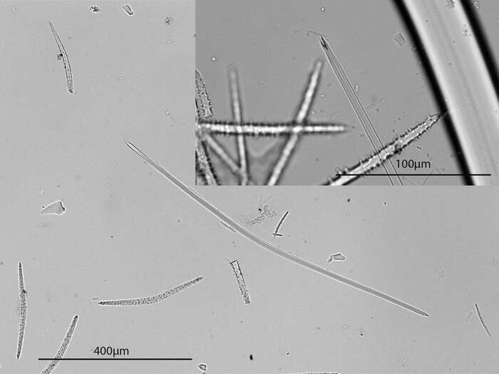 Image of Higginsia petrosioides Dendy 1922