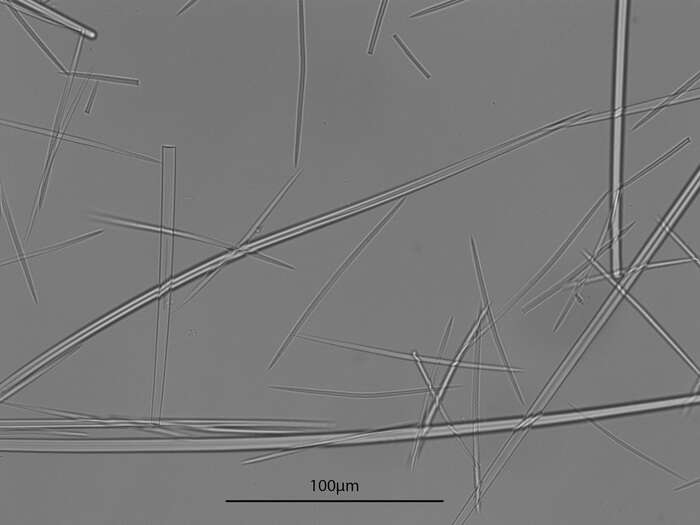 Image of Alloscleria tenuispinosa Topsent 1927