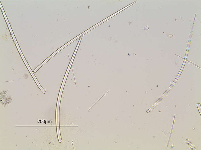 Image of Parazoa