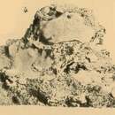 Imagem de Suberites carnosus f. depressus Topsent 1904