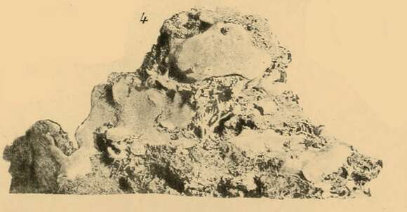 Imagem de Suberites carnosus f. depressus Topsent 1904