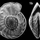 Слика од Palaeoelphidium multiscissuratum (Smout 1955)