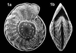 Image of Palaeoelphidium multiscissuratum (Smout 1955)