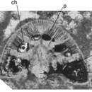 Image of Rotorbinella campaniola Boix, Villalonga, Caus & Hottinger 2009