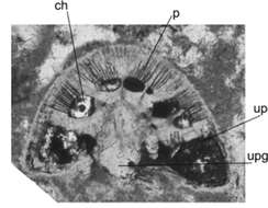 Image of Rotorbinella campaniola Boix, Villalonga, Caus & Hottinger 2009