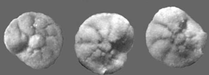 Image of Rotorbinella hensoni (Smout 1954)