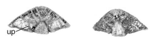 Image of Rotorbinella hensoni (Smout 1954)