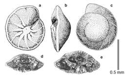 Image de Rotorbinella hermi (Hillebrandt 1962)