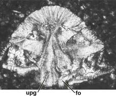 Image of Rotorbinella lepina Consorti, Frijia & Caus 2017