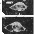 Image of Rotorbinella mesogeensis (Tronchetti 1981)