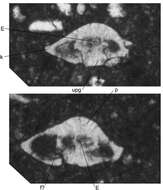 Image de Rotorbinella mesogeensis (Tronchetti 1981)