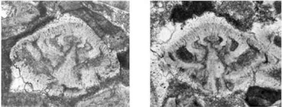 Plancia ëd Rotorbinella skourensis (Pfender 1938)