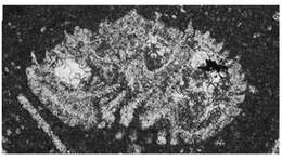 Image of Rotalispira scarsellai (Torre 1967)