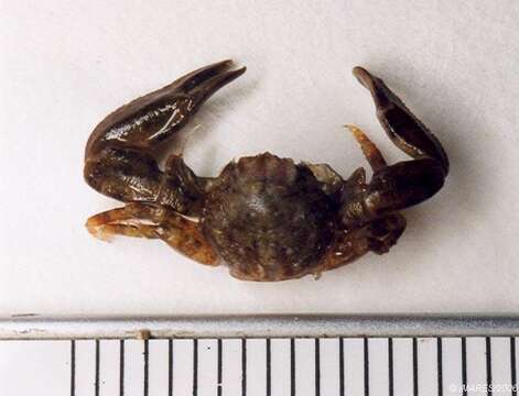 Image of common porcelain crab