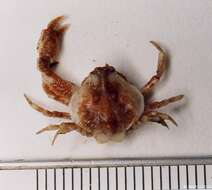 Image of Cranch's nut crab