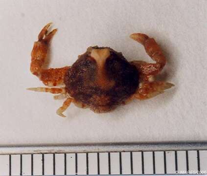 Image of Pennant's nut crab